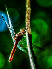 dragonfly