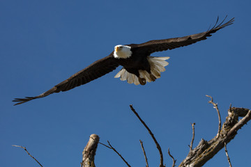 bald eagle in flight
