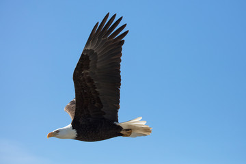 bald eagle in flight