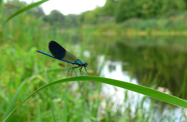 Dragonfly on the background of the river