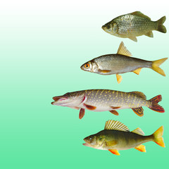 Different types of river fish on light. Carp, roach, pike, perch. Isolated on white