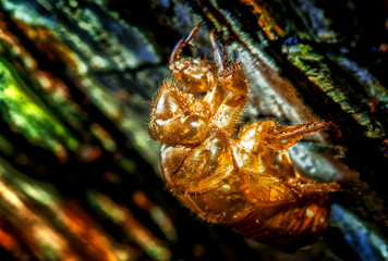 INSECTO
