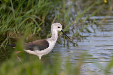 Young black-winged stilt (Himantopus himantopus) standing in water