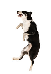 yakutian laika in studio