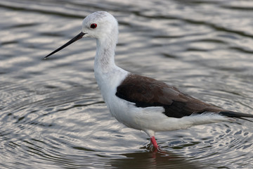 Young black-winged stilt (Himantopus himantopus) 
