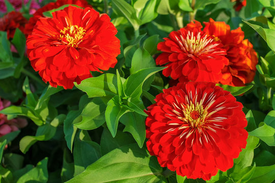 "Common Zinnia" Images – Browse 9,660 Stock Photos, Vectors, and Video ...