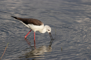 Young black-winged stilt (Himantopus himantopus)  feedings
