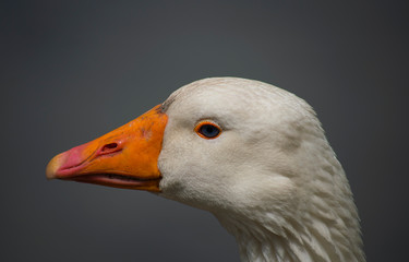 A close up on the head of a goose
