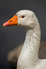 A close up to the head and neck of a goose