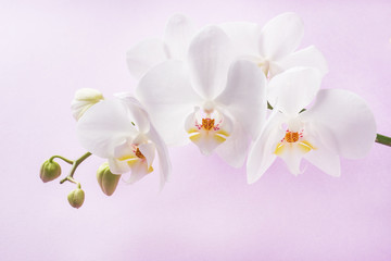 Fototapeta na wymiar White Orchid flowers on pink background. concept Valentine's day