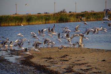 Estuary landscape with birds 