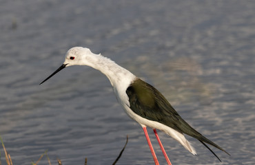 Young black-winged stilt (Himantopus himantopus)  watching for food