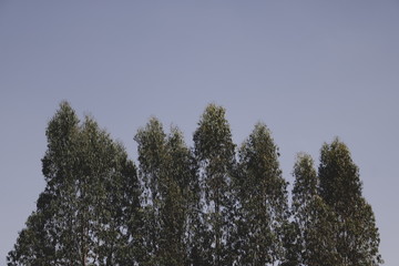 Flowers and natural plants