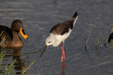 Young black-winged stilt (Himantopus himantopus) foraging