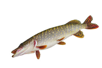 Different types of river fish on light. Pike. Isolated on white