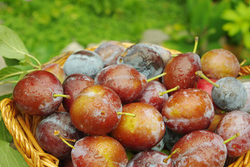 Plums in the basket. 