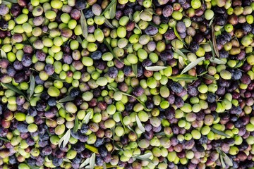 collected olives
