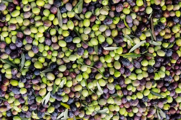 Poster collected olives © camomer