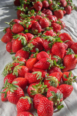 A selection of red ripe juicy strawberries