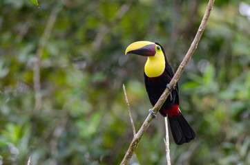 Chestnut-mandibled Toucan (Ramphastos swainsonii) in a tropical rainforest, Costa Rica