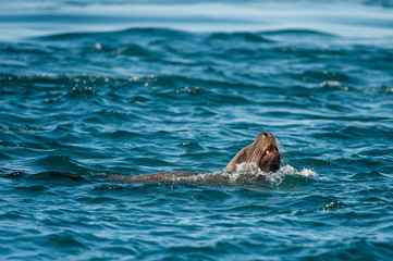 Fototapeta premium Steller's Sea Lion (Eumetopias jubatus) in Broughton Archipelago Provincila Park