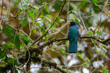 Lattice-tailed Trogon (Trogon clathratus) in Rara Avis Reserve, Costa Rica