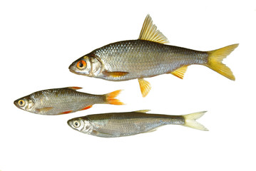 Different types of river fish on light. Roach. Isolated on white