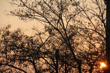 silhouette of a tree