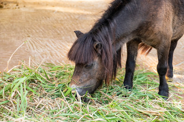 Naklejka na ściany i meble Black pony long hair eating grass