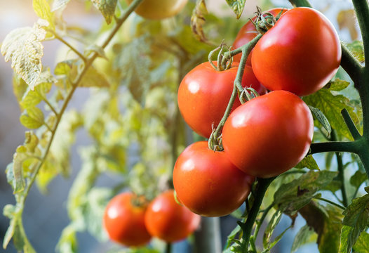 Ripe tomatoes in garden