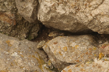 Balkan wall lizard (or Podarcis tauricus) in crack in rock. It's a common lizard in the family...