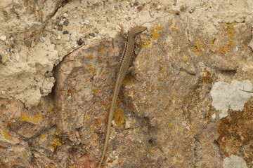Balkan wall lizard (or Podarcis tauricus) on rock. It's a common lizard in the family Lacertidae native to south eastern Europe and Asia Minor.