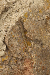 Balkan wall lizard (or Podarcis tauricus) on rock. It's a common lizard in the family Lacertidae native to south eastern Europe and Asia Minor.