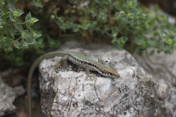 Balkan wall lizard (or Podarcis tauricus) on rock. It's a common lizard in the family Lacertidae native to south eastern Europe and Asia Minor.