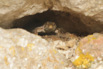 Balkan wall lizard (or Podarcis tauricus) in crack in rock. It's a common lizard in the family Lacertidae native to south eastern Europe and Asia Minor.