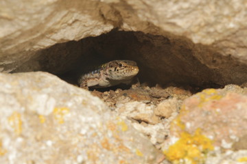 Balkan wall lizard (or Podarcis tauricus) in crack in rock. It's a common lizard in the family Lacertidae native to south eastern Europe and Asia Minor.