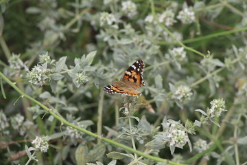 Beautiful butterfly on flowers. Vanessa cardui is a well-known colorful butterfly, known as the painted lady, or in North America as the cosmopolitan.