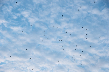Fluffy clouds on blue sky. Flock of bird flying back to nest