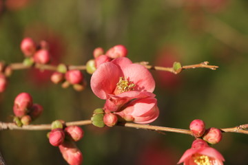 Chaenomeles flowers on a branch