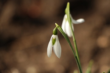 View on snowdrops (galanthuses) in park