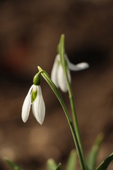 View on snowdrops (galanthuses) in park