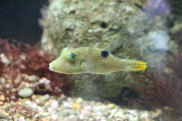 View on Canthigaster solandri. It lives in the tropical Indo-Pacific. This fish have the ability to...