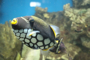 View on Clown triggerfish (Balistoides conspicillum), also known as the bigspotted triggerfish. The clown triggerfish is a small sized fish which grows up to 50 cm.