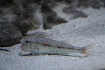 View on Goatfish. It's perciform fish of the family Mullidae. The family is also sometimes referred...