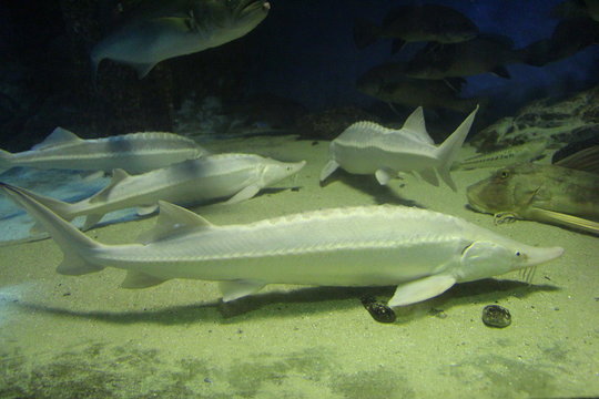 View on beluga or European sturgeon (Huso huso). It is found primarily in the Caspian and Black Sea basins, and occasionally in the Adriatic Sea.