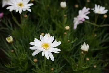 Fototapeta premium Close-up Spanish needle' white flowers on green background