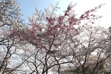 二色の桜