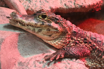 View in night light on spectacled caiman (Caiman crocodilus), also known as the white caiman or common caiman. It's a crocodilian reptile found in much of Central and South America.