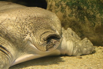 Obraz premium View on African softshell turtle or Nile softshell turtle (Trionyx triunguis) with head in shell. It's a large species of turtle from fresh-water and brackish habitats in Africa and the Near East.