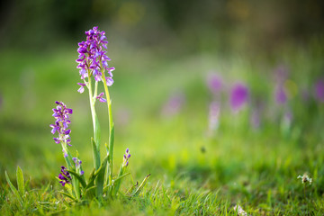 Fleurs sauvages, Orchis oubliés, orchis négligés